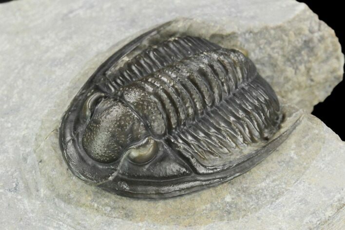 Cornuproetus Trilobite Fossil - Ofaten, Morocco #125988